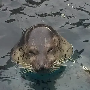 ノイミー ラッフルくじ A賞 尾木波菜 ノイミー ラッフルくじ A賞 尾木波菜 ≠ME 4th ANNIVERSARY PREMIUM