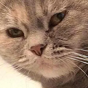 ひだりなげ様］ YAMAHA ビーノ 5AU 純正シート - メルカリ