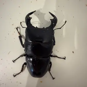 11443【XXLサイズ・現行23SS】ルイヴィトン☆刺繍LVロゴ