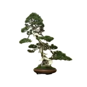 山本昌男 「手中一滴」 直筆サイン入り限定品T&M Projects 盆栽 - メルカリ