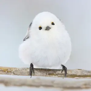 花苗】レウコフィルム フルテッセンス ③ 美株 タグ付き ポット発送