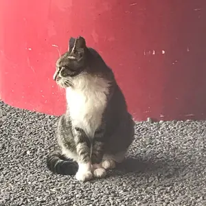 WS ツインカノン はやて SSP - メルカリ