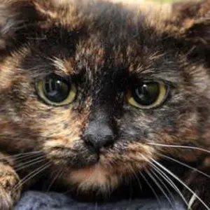 激レア2004年3月号☆VIBE☆Alicia Keys☆USヒップホップ雑誌 - メルカリ