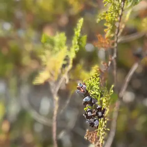 即日発送】C106 石原竜也 かれー☆らいす 新刊セット ホロライブ