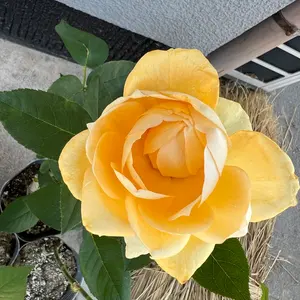 イチジク（無花果蓬莱柿）極太幹の大株苗 - メルカリ