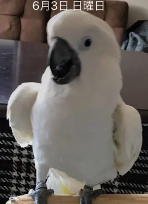 裾周り205㎝ 総丈120㎝ ミンク コート カナダ産 XL相当 AA168 - メルカリ