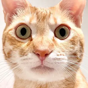 こまどり号サボ - メルカリ