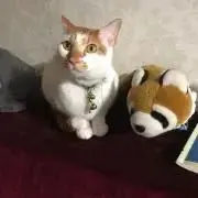 mutsu ウーパールーパー　トミー　当時品　未使用　おっとっと　当選品 未開封 ウォータールーパー MUTSU ムツ おっとっと 懸賞当選品