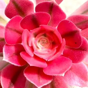 ストロベリーアイス❤️エケベリア 多肉植物 寄植え 韓国苗 - メルカリ