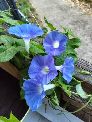 サンスイ プリメインアンプ AU-D607F EXTRA(プチリペア品)#1 - メルカリ