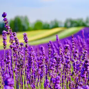 未開封]松田聖子 ディナーショー2025 バッグ型チャーム - メルカリ