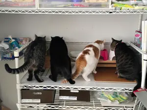 かなぱんだ プロフ詳細確認お願いします！