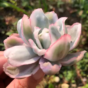 多肉J★速達おすすめ