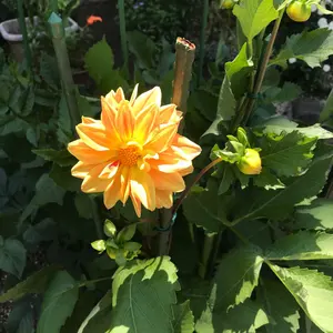 専用 新じゃが旬野菜セット 農薬不使用 80 size - メルカリ