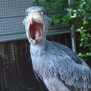 Z/X ゼクス ストーリーデッキ 星界の刻命 ホロデッキ - メルカリ