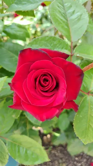 未使用品】博多鋏（博多はさみ） 三代目 高柳宗一郎作 - メルカリ