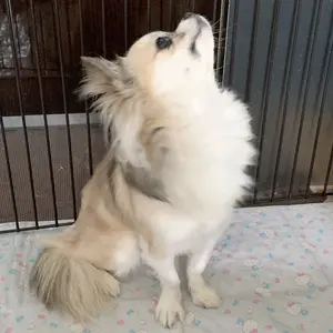 ふうが