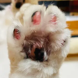 カイサラス9'6” ロングボードサンダーボルト 西濃運輸営業所止め