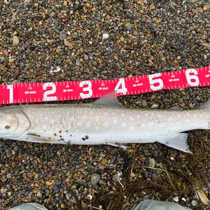 サミーズ ディープストリーム 30g 未使用保管品 赤金 - メルカリ