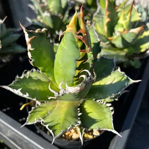 今季限定価格‼️ダシリリオン グラウコフィラム⑤鋸歯鋭く、幹太