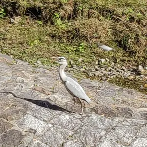 山崎光学 ハッセルブラッド S-Planar 120mm F5.6 - メルカリ