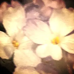 ブロッコリーキャラクタースリーブ 千恋＊万花 常陸茉子 Ver.3 - メルカリ