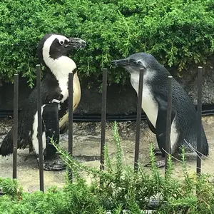 ユリ熊嵐10周年記念Live『あの熊で待ってる』 クリアファイル、トート