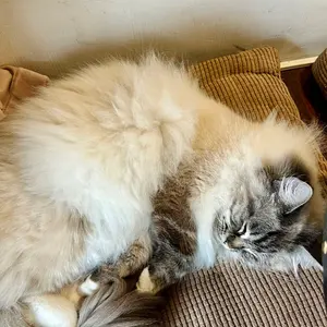 しー（無言取引◎）