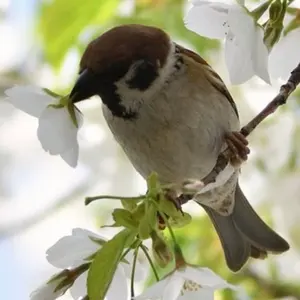 チビチャンホンポ✨プロフご一読ください