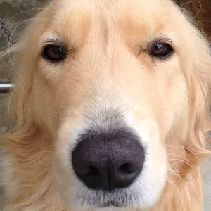 つぶつぶ屋✡️札付き 誾千代 ✡️多肉 抜き苗 つぶー 寄せ植 多肉植物 誾千代① つぶつぶ屋さん - メルカリ