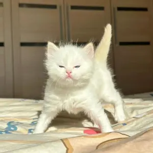 Ivy to Fraudulent Game 初期 CD セット Amazon.co.jp: 完全が無い(通常盤): Music