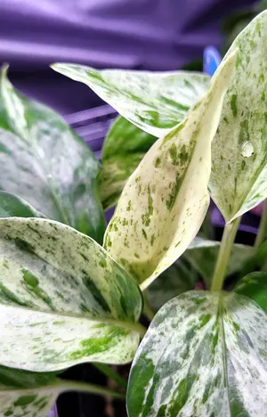 希少❗️フィロデンドロン  グロリオーサム バリエガタ　斑入り❗️ コレクション】フィロデンドロン・グロリオーサム 'トリカラ