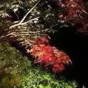 プロフィール必読　即購入可