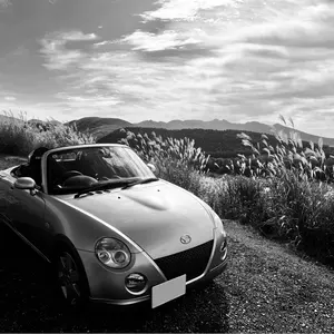 コミフォラ フンベルティ 鉢付き 現地球 - メルカリ