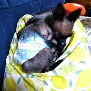 圧縮無 フューリークッパ ぬいぐるみ マリオ 大きい 特大 国内32cm