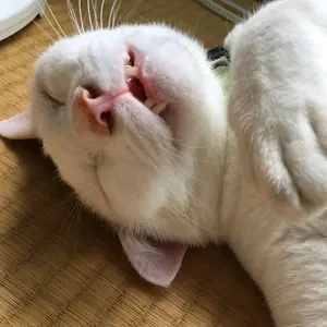 □奥田民生×Lee モコロコジャケット(ブルー) デニムジャケット ボア襟