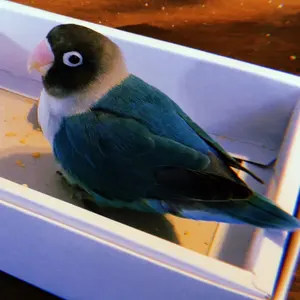 最終値下げ本日0時までempress ParaEq with boost - メルカリ