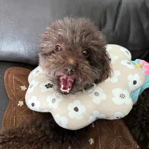 未開封 海軍大将フィギュア 4体セット - メルカリ