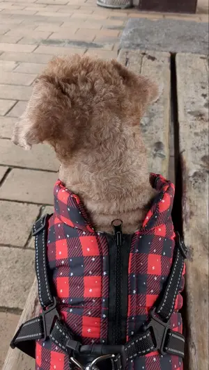 専用✨残りわずか✨Onitsuka Tiger Monchhichi ぬいぐるみ - メルカリ