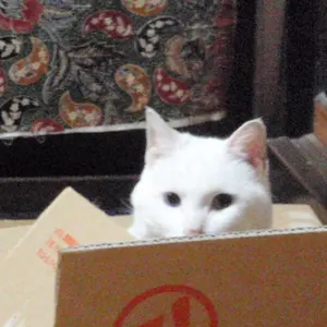 景品付き！レア「暗闇仕留人」ならぬ「必殺仕留人」！糸見渓南氏筆