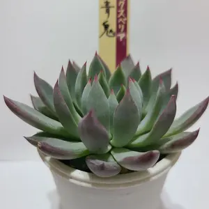 エケベリア3苗セット farmPALK オーズプランツ ポットごと発送 - メルカリ