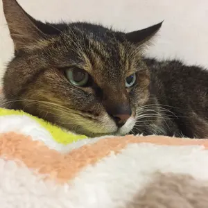 おまとめ③④アンドリューコゥリー版画。猫　限定版 おまとめ③④アンドリューコゥリー版画。猫 限定版 - メルカリ