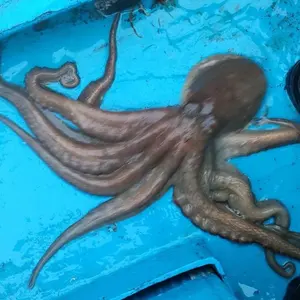 カワハギ竿180 半田丸 - メルカリ