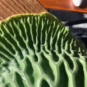 Aloe 'Tempura' アロエ テンプラ アロエハイブリッド - メルカリ