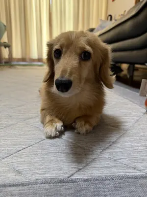 CR聖闘士星矢3XLA 1/399.6 MAX機 レア台 - メルカリ