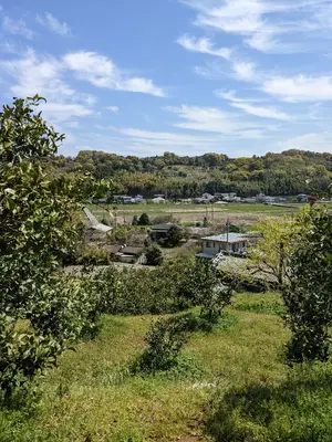 熊本県不知火産柑橘！よっちゃん農園！