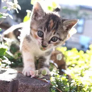 冬タイヤ　【4本中2本目 】エイキチ　#nanoca_エイキチ 冬タイヤ 【4本中3本目 】エイキチ様専用 #nanoca_エイキチ様