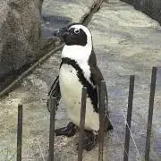 トリトン ポーカー TRITON POKER パーカー2025 L - メルカリ