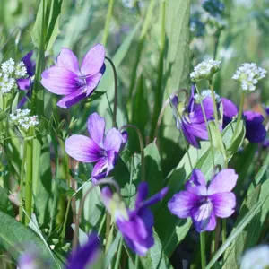 1950 KIGU 英国ヴィンテージ すみれの描かれたパウダーコンパクト