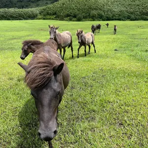 離島カード 長崎県 小値賀島 限定版 - メルカリ